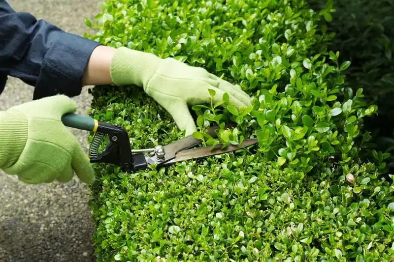 hovenier Woerdense Verlaat